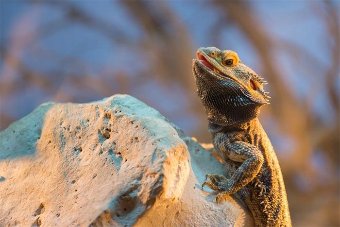 Bearded Dragon