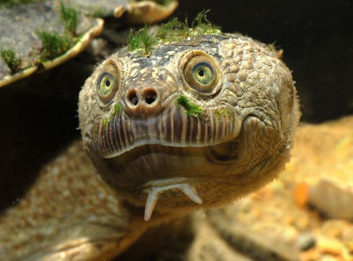 Mary River turtle.