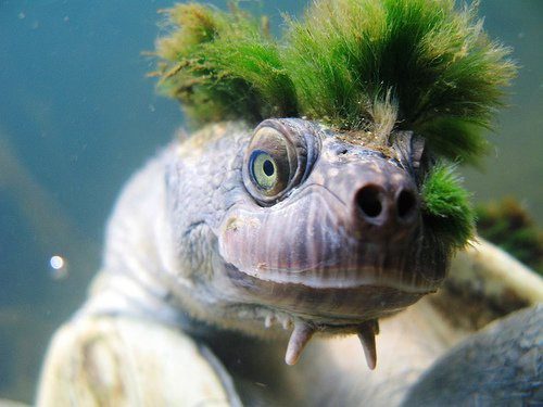 The Mary River turtle has very ancient origins, possibly the oldest on Earth.