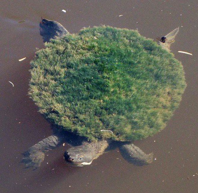 In the last 20 years, they have been threatened by wildlife, water pollution...
