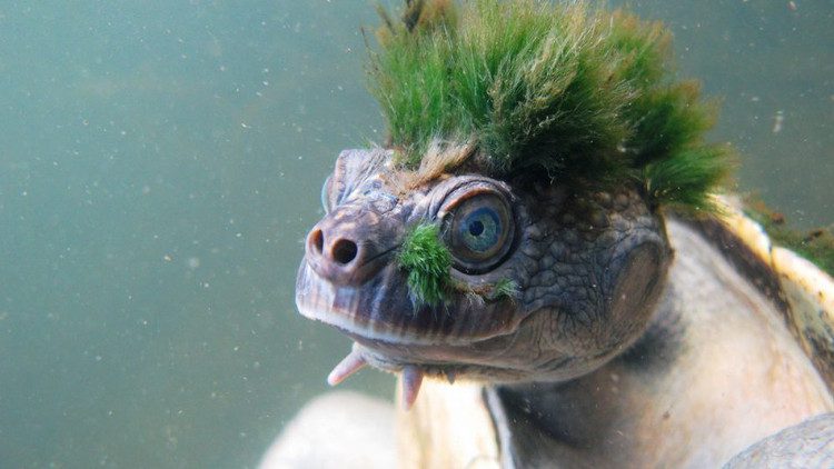 Actually, that's not green hair on its head—it's just algae.