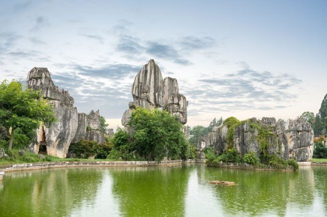 Stone Forest