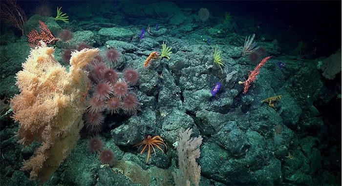 One of the ancient coral populations