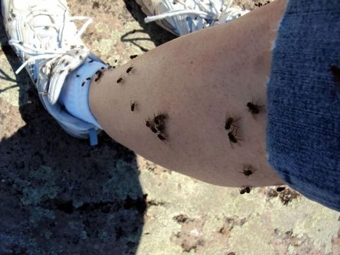 Human sweat contains many nutrients that flies prefer
