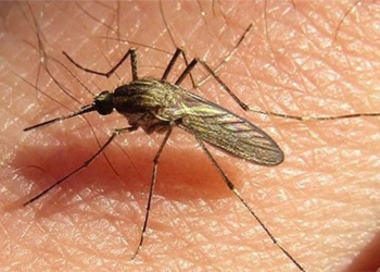 salted gray mold in argentina causing rare meningitis outbreak 132196