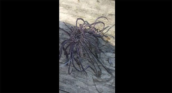 Feather Star