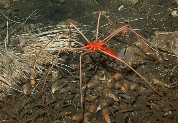 Antarctic Sea Spider