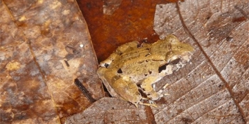 smallest toothed frog in the world weighs only as much as a coin 131821