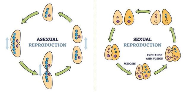 Genetic variability in sexual reproduction is much greater due to the mixing of genes.
