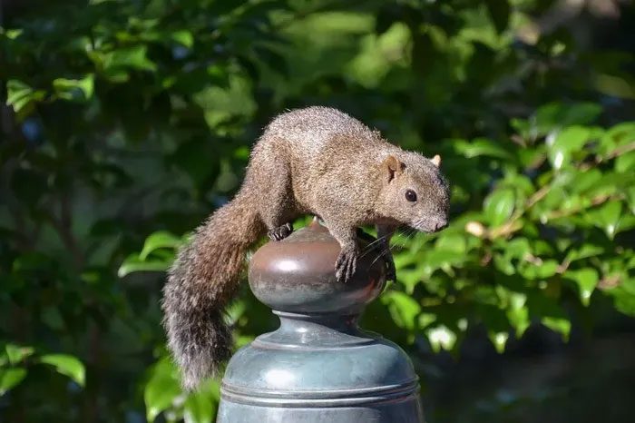 Kamakura City Government's campaign to exterminate harmful squirrels