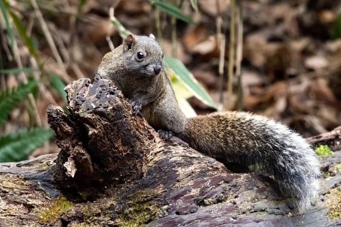 Formosan Squirrel