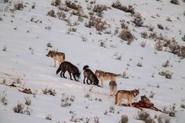 The gray wolf in North America is the largest species of gray wolf in the world