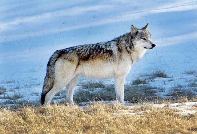 In Northeast Asia, Siberian tigers and gray wolves have a close competitive relationship.