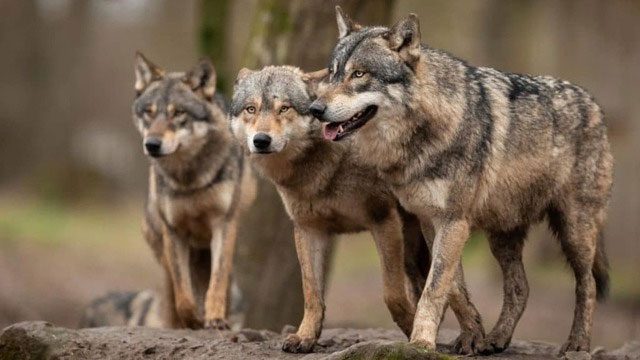 Fewer tigers lead to more gray wolves, while more tigers lead to fewer gray wolves.