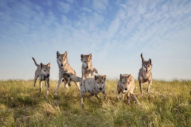 Gray wolves in different regions have different fates