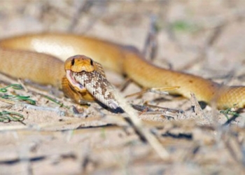 south african python swallowing venomous snake 132343