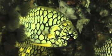 species of sea fish in vietnam with armor that makes predators have to confront 132426