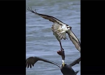 spectacular scenery of the eagle escaping from the farmers net 131751