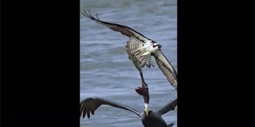spectacular scenery of the eagle escaping from the farmers net 131751