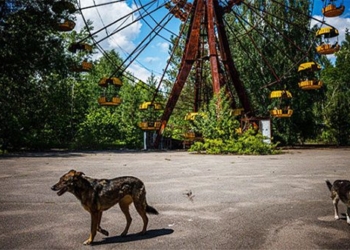 strange creatures living in the chernobyl exclusion zone 132848