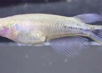 strange fish changes black color when stressed 132236