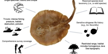 strange species in southeast asia first ever marine fish to be discovered by humans 131777