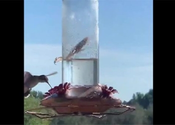 stunning video of a snake catching a frog in the blink of an eye 131665