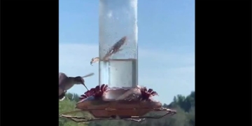 stunning video of a snake catching a frog in the blink of an eye 131665