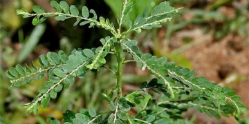 surprised by the benefits of the plant cho de rang of the plant moc hoang tuong like useless 132022