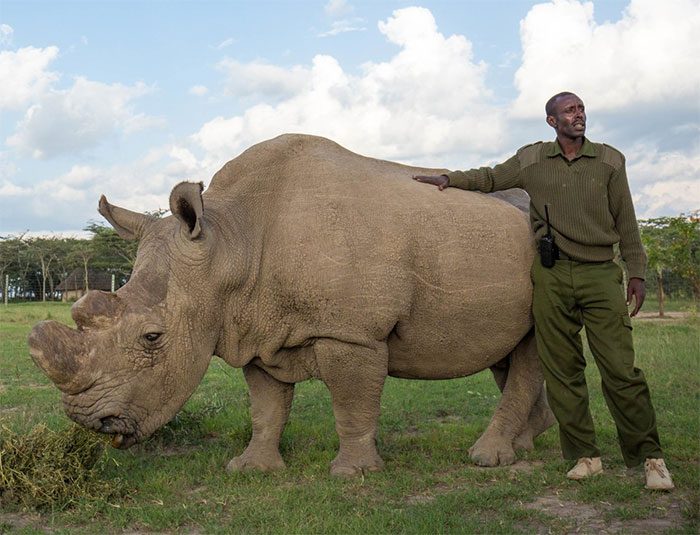 Sudan, the last male Northern white rhino
