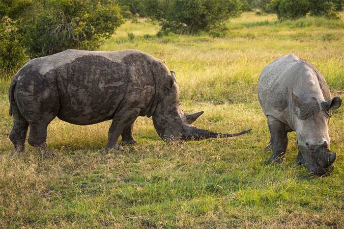 Globally, five recognized species of rhinos exist