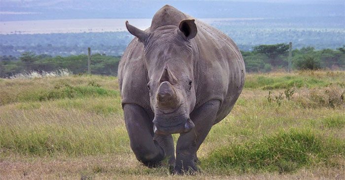 Northern white rhino is a subspecies of the white rhino