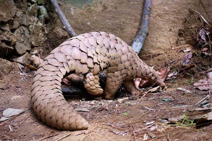 Indian Pangolin