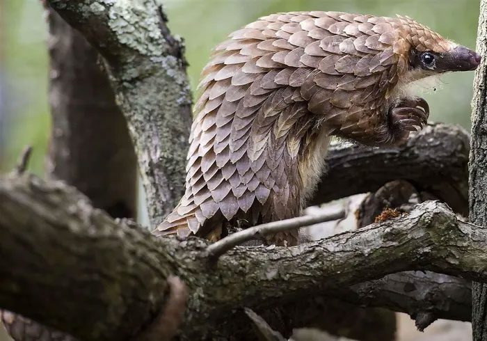 Tree Pangolin