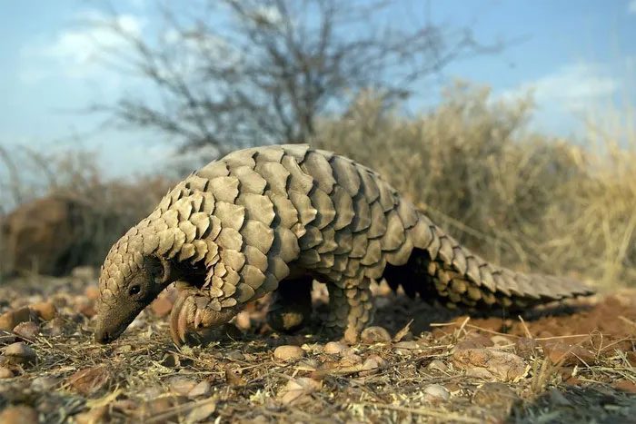 Temminck's Pangolin
