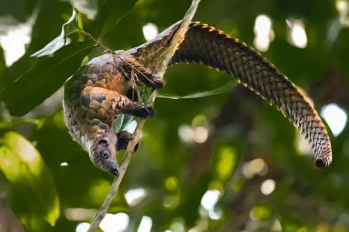 Long-tailed Pangolin