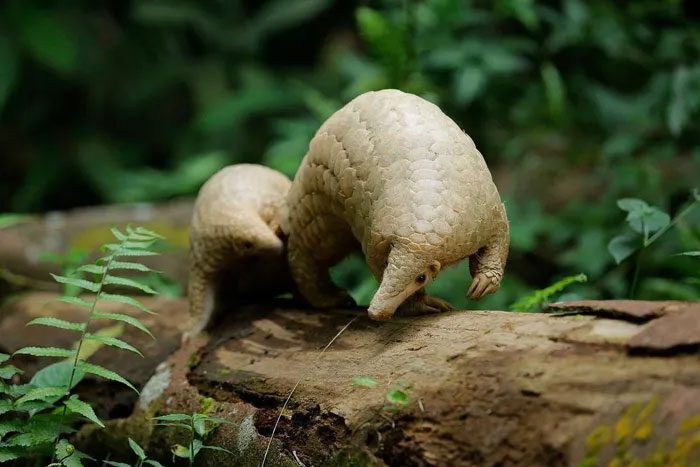 Sunda Pangolin