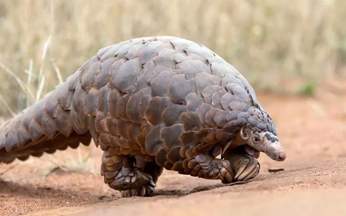 Giant Pangolin