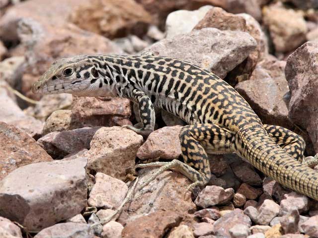 It is estimated to take around 10 million years for the all-female whip-tailed lizard species to appear.