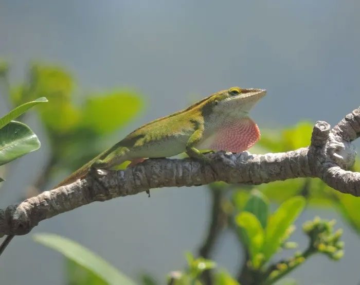 than lan anole