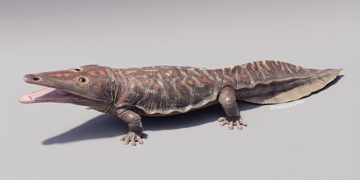 the appearance of a 249 million year old mermaid never before seen in the world 132485