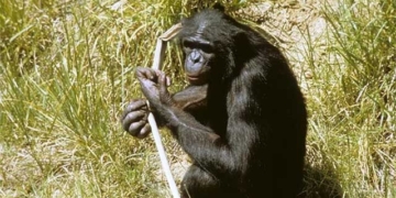 the best memory records of the planet no longer belong to pigs 131684