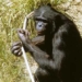 the best memory records of the planet no longer belong to pigs 131684
