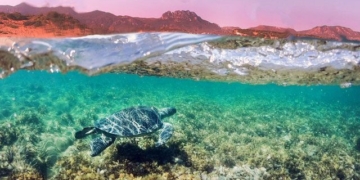 the habit of 3 000 year old sea turtles proves the saying small mouth delicious long 132453