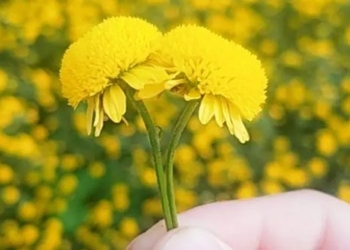the kind of flower that blooms only once a year with a mother who loves the beautiful hunting accessory 132128