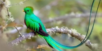 the rarest bird species in the world cannot be hunted due to special reasons 133295