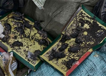 the rat epidemic is the nightmare of the russian soldiers ukraine front 132358