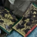 the rat epidemic is the nightmare of the russian soldiers ukraine front 132358