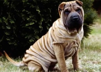 the unique characteristics of the rare breed of dog in the world 131715