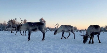 the warriors of the week help fight climate change in finland 131858